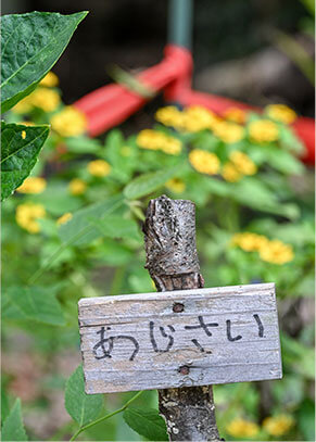 アジサイの看板