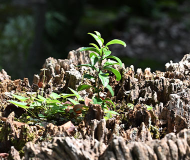 植物